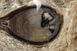 Polished Fossil Stromatolite Colony on Petrified Wood - Utah #365905-1